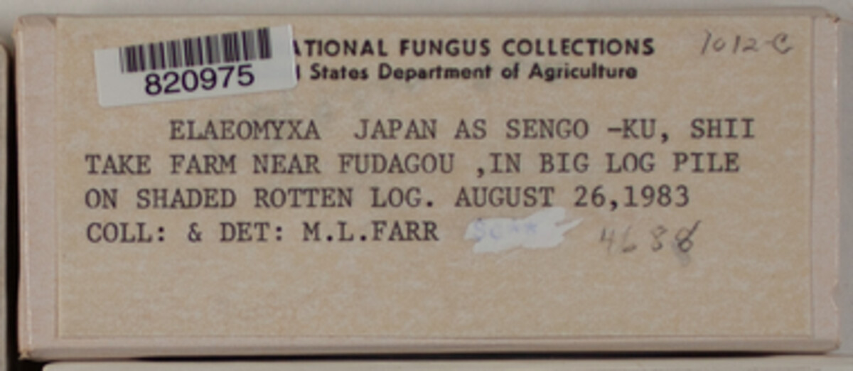 Elaeomyxa image